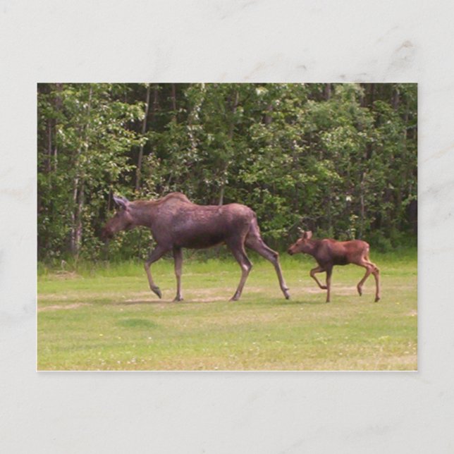 Postal Siguiendo las huellas de las madres (Anverso)