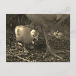 Postal Siguiendo los pasos de mamá - Postcard