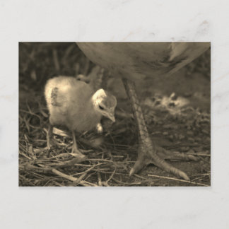 Postal Siguiendo los pasos de mamá - Postcard