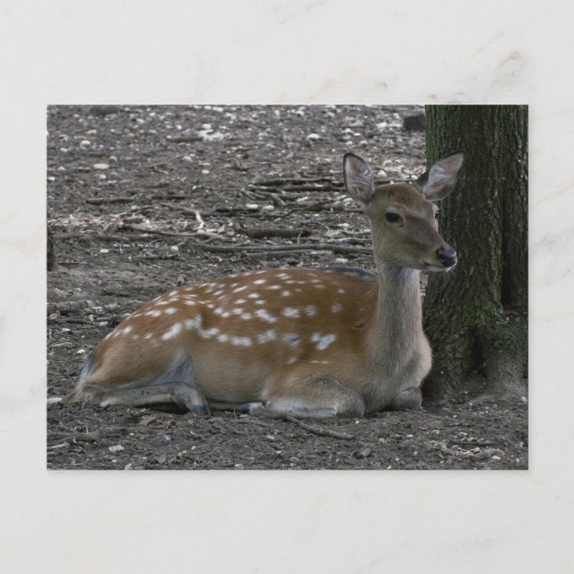 Postal Sika deer (Anverso)