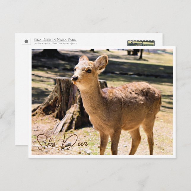 Postal Sika Deer in Nara Park ポストカード (Anverso / Reverso)