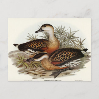 Postal Silbando de pato por Elizabeth Gould