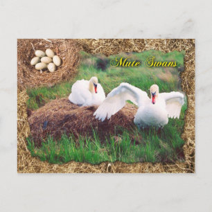 Postal Silenciar a los cisnes protegiendo el nido, Maryla