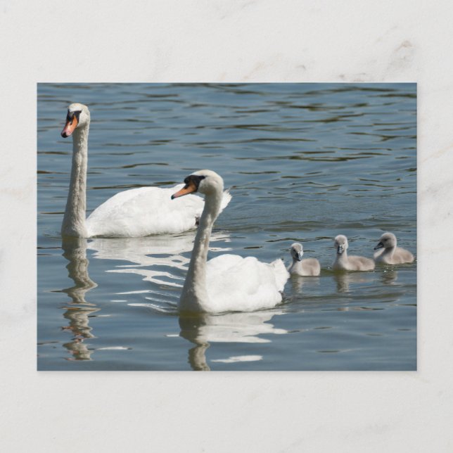 Postal Silenciar Cisnes Y Ducklings (Anverso)