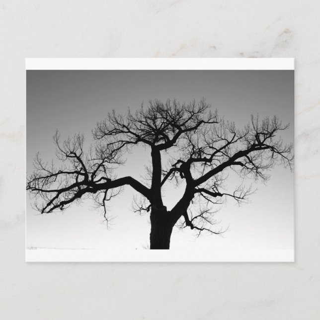 Postal Silhouette de árbol de invierno (Anverso)