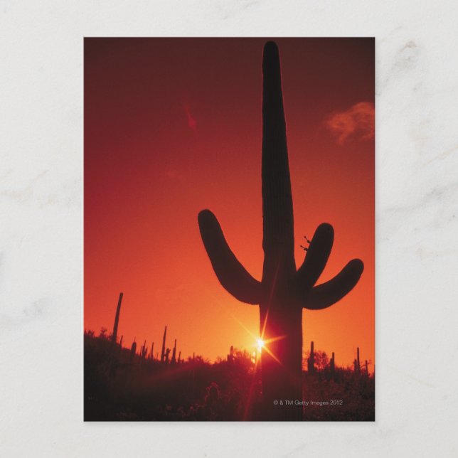 Postal Silhouette de cactus al atardecer, Saguaro Nationa (Anverso)