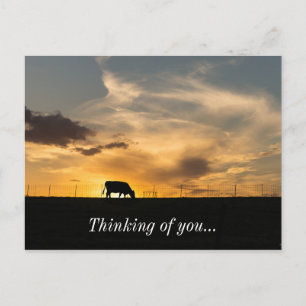 Postal Silhouette de Cattle Sunset