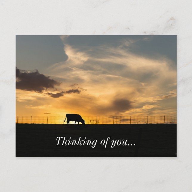 Postal Silhouette de Cattle Sunset (Anverso)