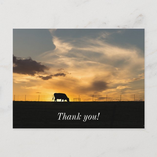 Postal Silhouette de Cattle Sunset (Anverso)