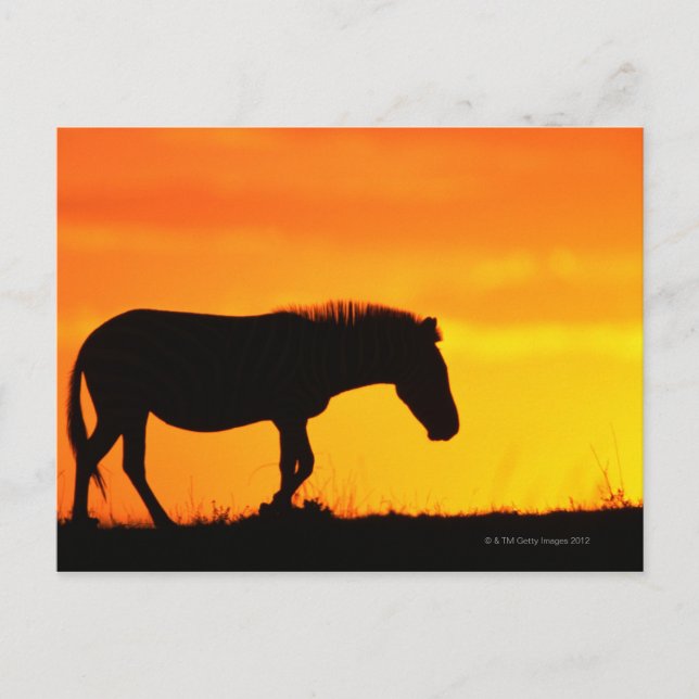 Postal Silhouette de cebra sobre sabana (Anverso)
