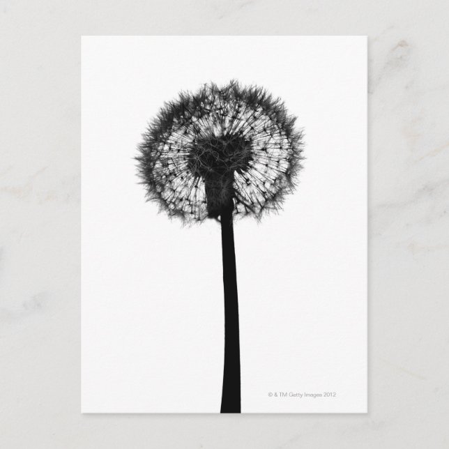 Postal Silhouette de dandelion (Anverso)