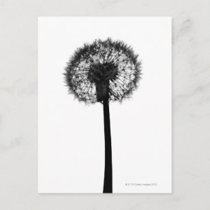 Postal Silhouette de dandelion