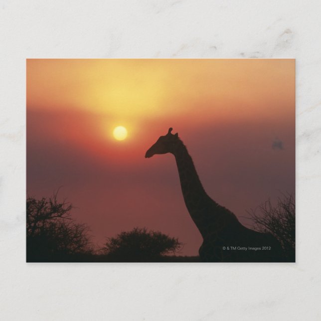Postal Silhouette de Giraffe (Giraffa Camelopardalis) (Anverso)