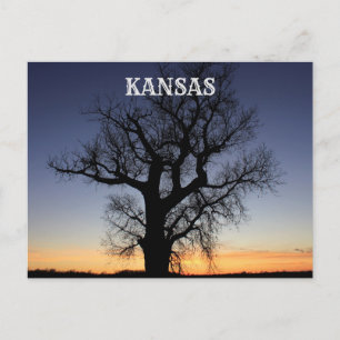 Postal Silhouette de Kansas Tree