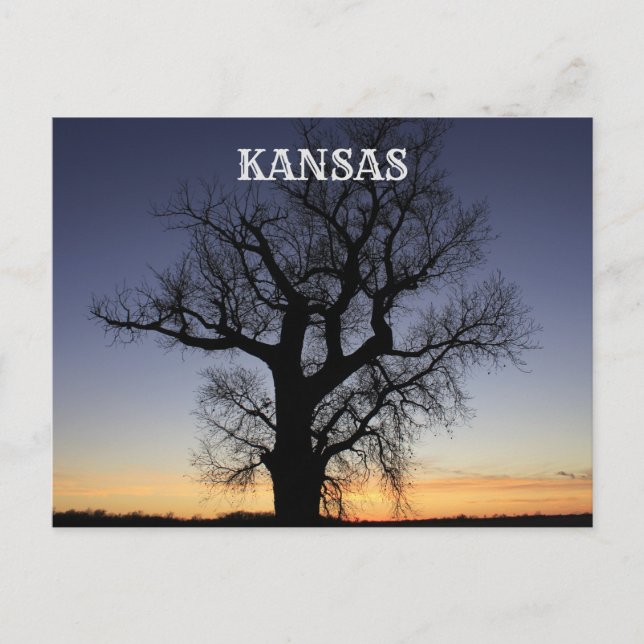 Postal Silhouette de Kansas Tree (Anverso)