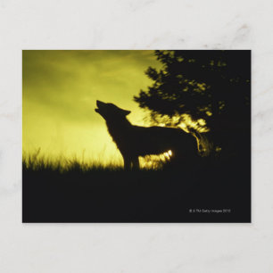 Postal Silhouette de un aullido de lobo