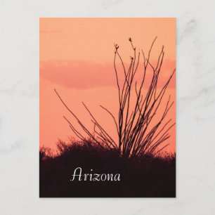 Postal Silhouette de un cocotillo Arizona