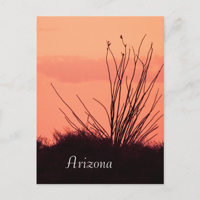 Postal Silhouette de un cocotillo Arizona (Anverso)