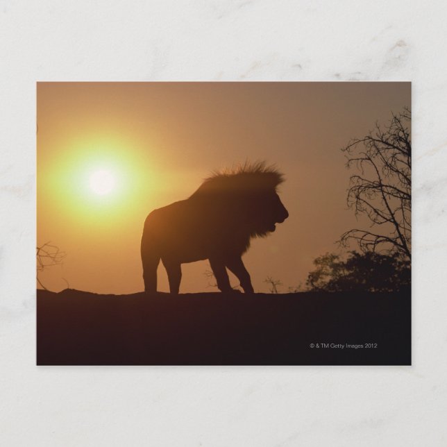 Postal Silhouette de un león (Anverso)