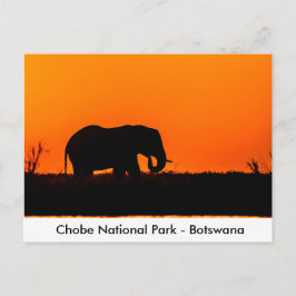Postal Silhouette de un toro elefante al atardecer