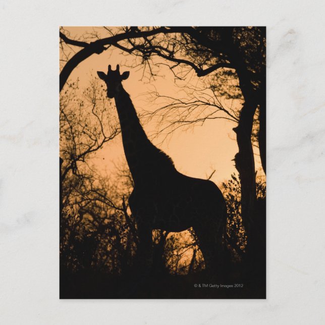 Postal Silhouette Giraffe (Giraffa camelopardalis) (Anverso)