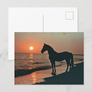 Postal Silhouette Horse Sunset by the Ocean