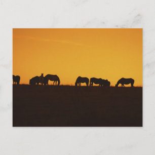 Postal Silhouettes para caballos al atardecer