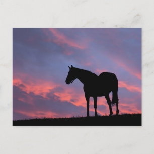 Postal Silhouetti de caballo tostado al amanecer