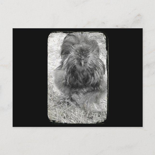 Postal Silkie (Anverso)