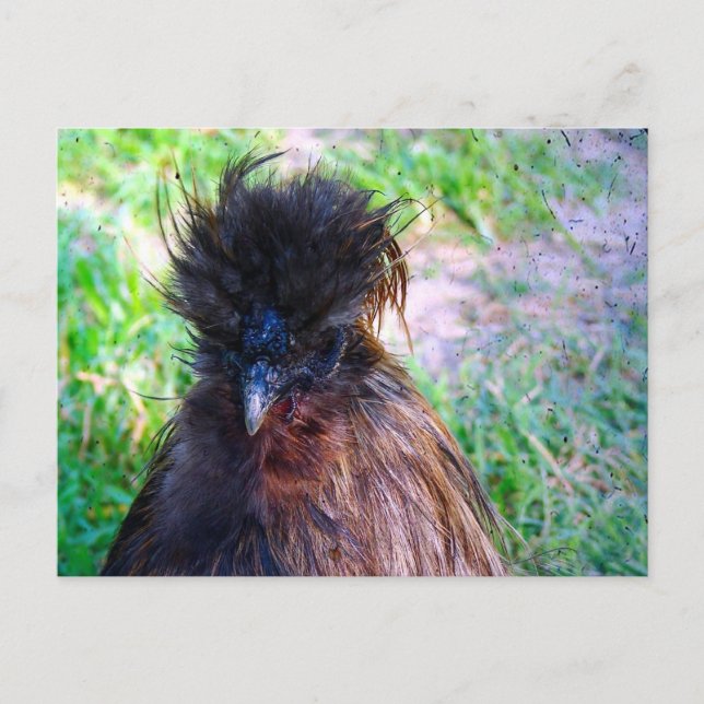 Postal Silkie Rooster (Anverso)