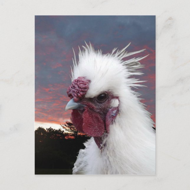 Postal Silkie Rooster (Anverso)