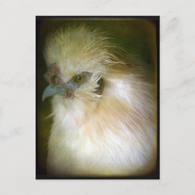 Postal Silkie Rooster (Anverso)