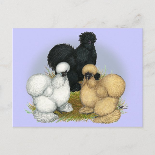 Postal Silkie Trio (Anverso)