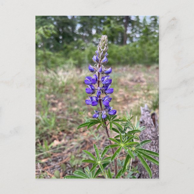 Postal Silky Lupine (Lupinus sericeus) (Anverso)