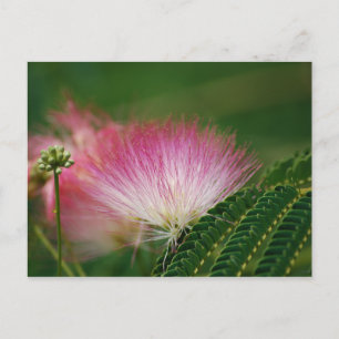 Postal Silky Pink Mimosa