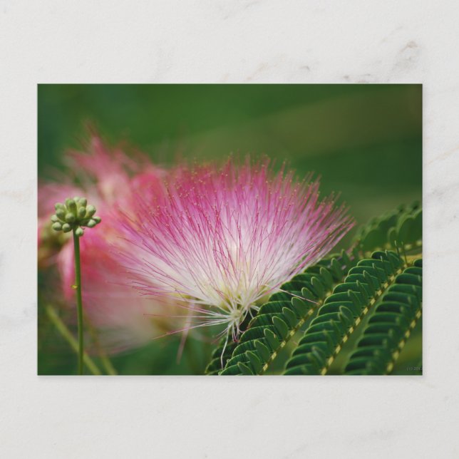 Postal Silky Pink Mimosa (Anverso)