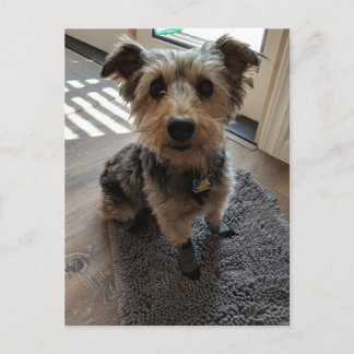 Postal Silky Terrier quiere un trato