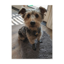 Silky Terrier quiere un trato