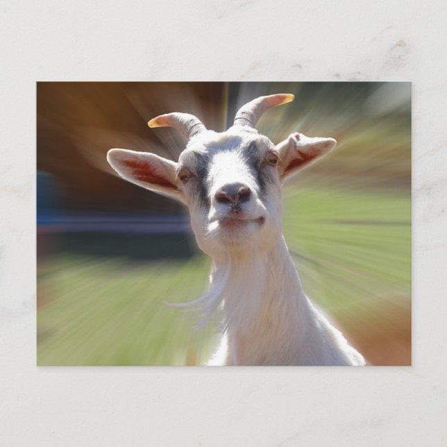 Postal Silly BillyGoat Fotografía (Anverso)