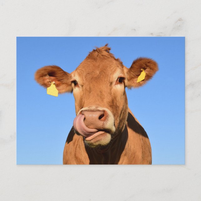 Postal Silly Brown Cow Close-Up (Anverso)