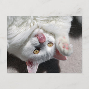 Postal Silly Cat