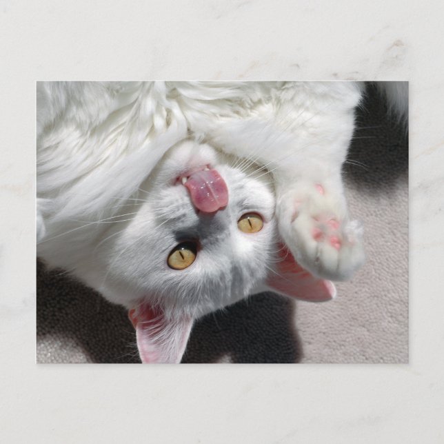 Postal Silly Cat (Anverso)