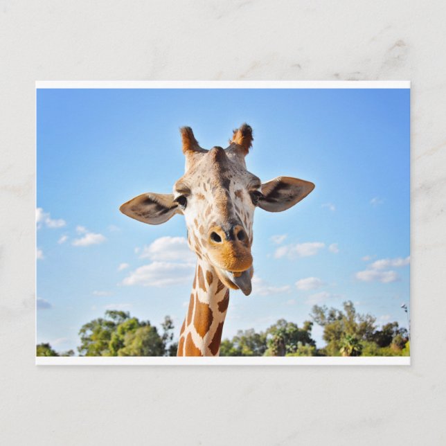 Postal Silly Giraffe (Anverso)
