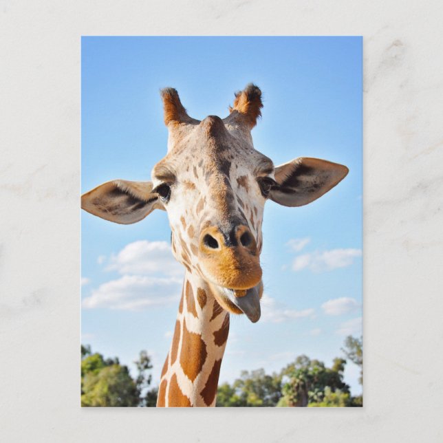 Postal Silly Giraffe (Anverso)