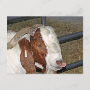 Postal Silly Goat