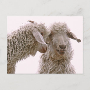 Postal Silly Goats Photo