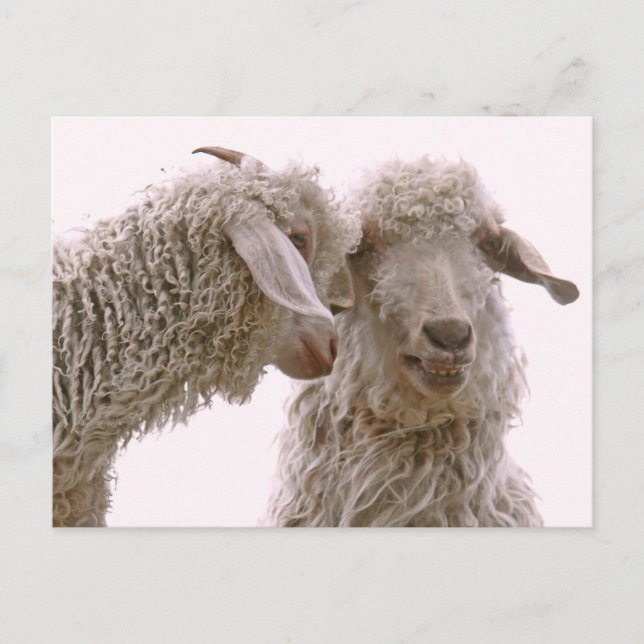 Postal Silly Goats Photo (Anverso)