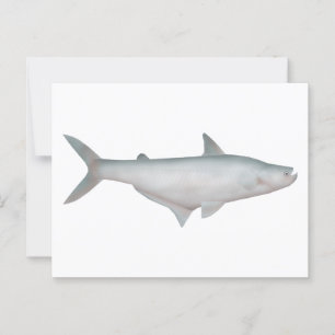 Postal Silond Catfish