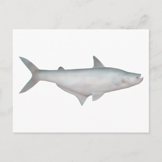 Postal Silond Catfish (Anverso)