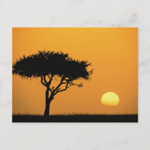 Postal Silución de un solo árbol de acacia al amanecer, M